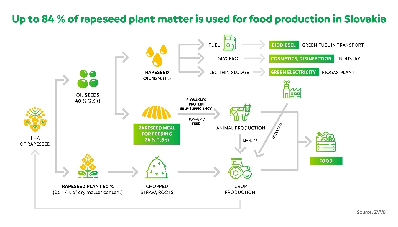 Inforgrafika: využitie hmoty z repky